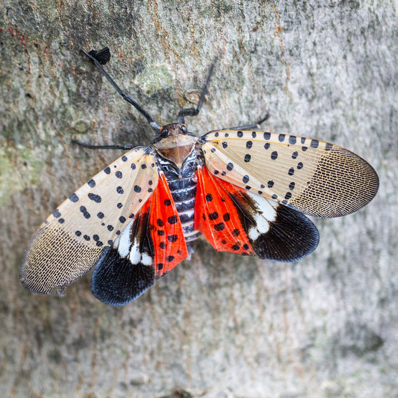 Spotted Lantern Flies