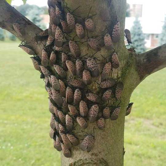 Spotted Lanternfly Eggs