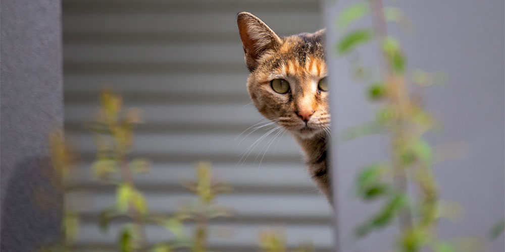 Jersey City Partners with 18 Community-Supported Cat Colonies